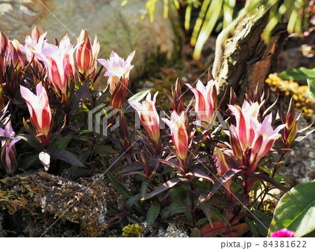 リンドウの花 リンドウの花 84381622