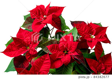 Red poinsettia flowers bouquet isolated on white Red poinsettia flowers bouquet isolated on white 84382677