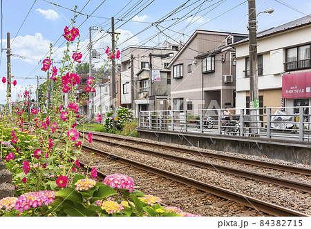 [東京・世田谷] 豪徳寺の住宅街の東急世田谷線の線路で咲いてるタチアオイの花。 84382715