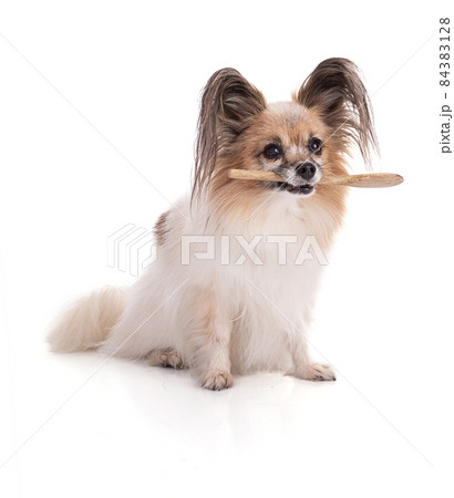 Continental toy spaniel, papillon Dog with a wooden spoon in the mouth Continental toy spaniel, papillon Dog with a wooden spoon in the mouth 84383128