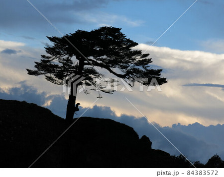 Wind torn tree and dramatic sky 84383572