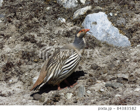 Tibetan Snowcock, Himalayan bird. Tibetan Snowcock, Himalayan bird. 84383582
