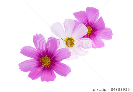 kosmeya flower isolated 84383939