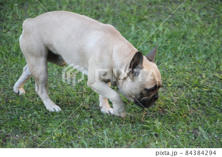 Close up portrait of a French Bulldog sitting on green grass 84384294