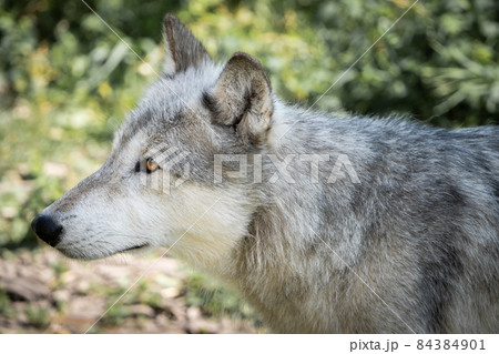 Portrait of a wolfdog in its forest natural habitat, Canadian Rockies, Canada 84384901