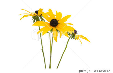 rudbeckia flower isolated 84385642