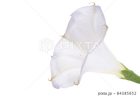 datura flower isolated 84385652