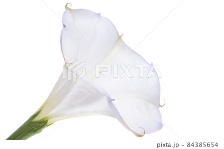 datura flower isolated 84385654