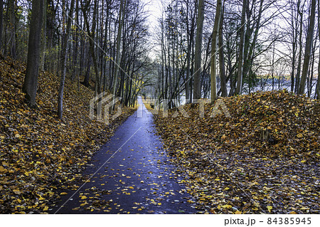 fall scene of a walking and biking trail covered with fallen leaves 84385945