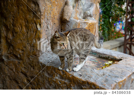 Funny cat on the old marble fountain. Homeless cats on the streets of Tbilisi. 84386038