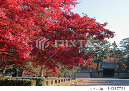 京都御苑の紅葉 84387721