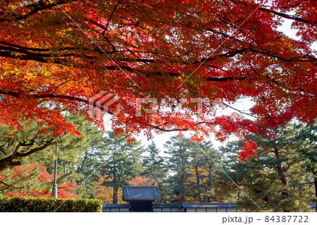 京都御苑の紅葉 京都御苑の紅葉 84387722