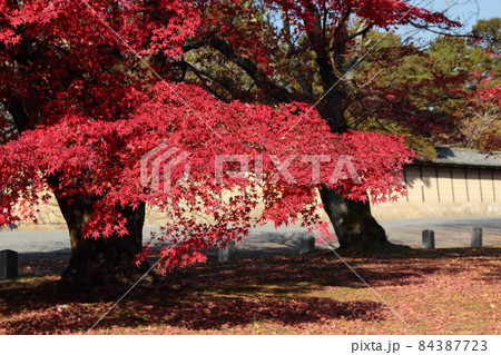 京都御苑の紅葉 京都御苑の紅葉 84387723