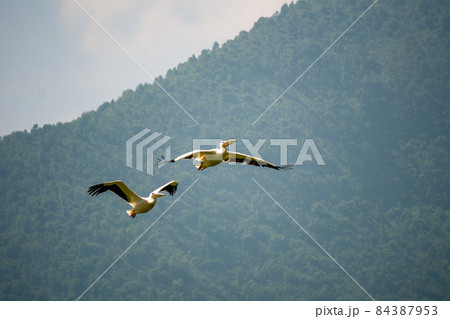 Two beautiful white pelicans flying together over Lush Green Tropical Forest 84387953