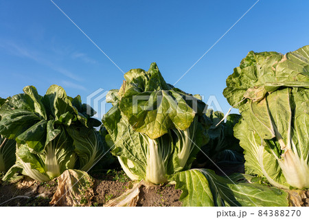 霜が溶け始めた白菜　栽培　（12月）　越冬 84388270