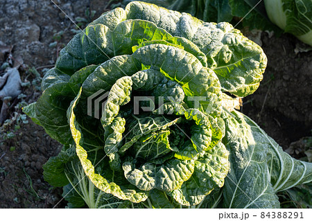 霜が溶け始めた白菜 栽培 (12月) 越冬 霜が溶け始めた白菜 栽培 (12月) 越冬 84388291