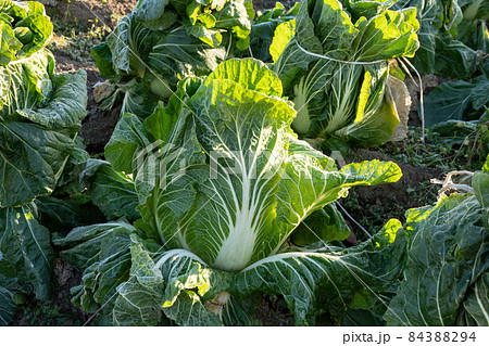 霜が溶け始めた白菜 栽培 (12月) 越冬 霜が溶け始めた白菜 栽培 (12月) 越冬 84388294