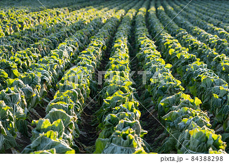 霜が溶け始めた白菜　栽培　（12月）　越冬 84388298