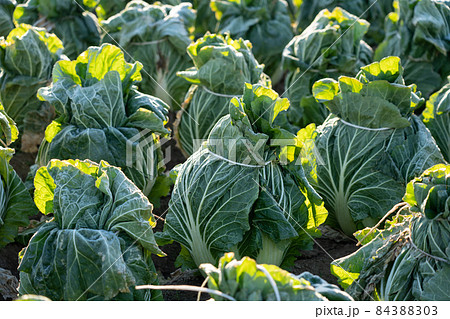 霜が溶け始めた白菜　栽培　（12月）　越冬 84388303