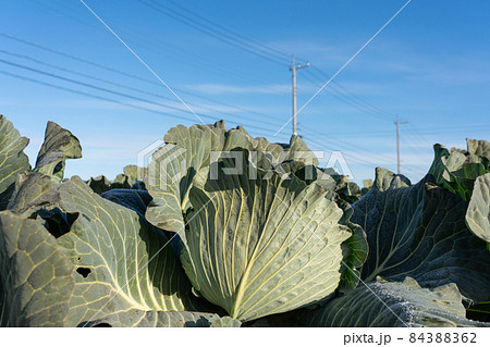 霜が溶け始めたキャベツ　栽培　（12月） 84388362