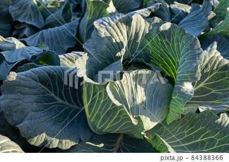 霜が溶け始めたキャベツ　栽培　（12月） 84388366