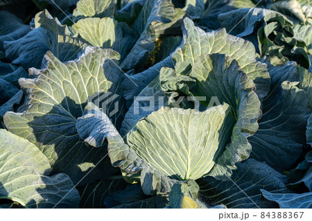 霜が溶け始めたキャベツ 栽培 (12月) 霜が溶け始めたキャベツ 栽培 (12月) 84388367