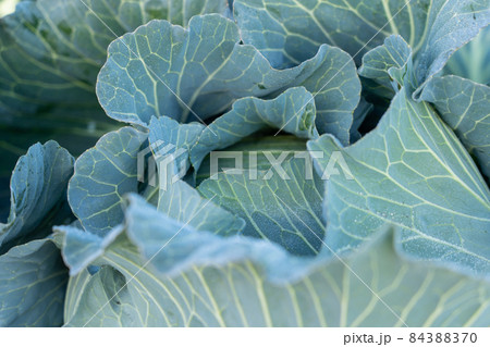 霜が溶け始めたキャベツ 栽培 (12月) 霜が溶け始めたキャベツ 栽培 (12月) 84388370
