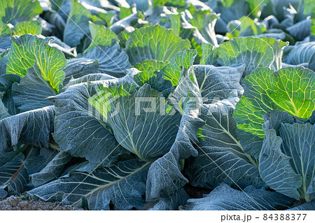 霜が溶け始めたキャベツ　栽培　（12月） 84388377