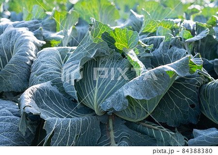 霜が溶け始めたキャベツ 栽培 (12月) 霜が溶け始めたキャベツ 栽培 (12月) 84388380