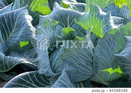 霜が溶け始めたキャベツ　栽培　（12月） 84388386