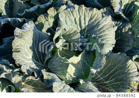 霜が溶け始めたキャベツ　栽培　（12月） 84388392