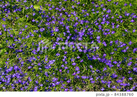 Blue violet lobelia flowers, Lobelia erinus, Edging Lobelia Blue violet lobelia flowers, Lobelia erinus, Edging Lobelia 84388760