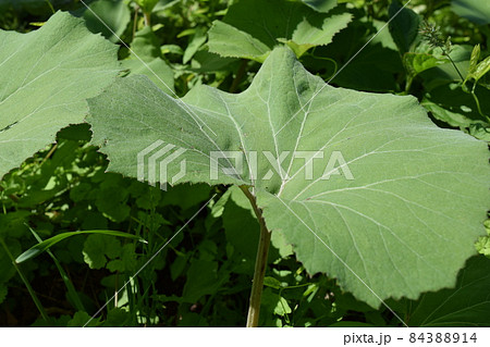 自生しているフキ 84388914