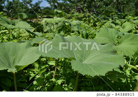 自生しているフキ 84388915