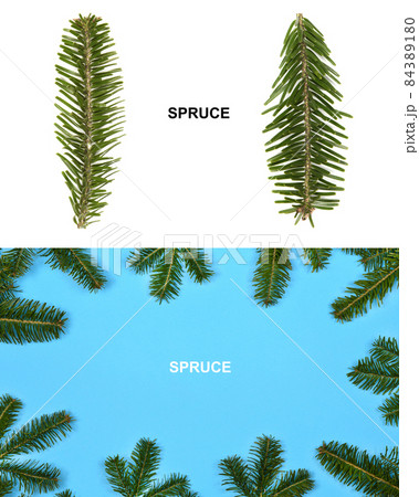 Creative layout made of spruce branch. High resolution photo. 84389180