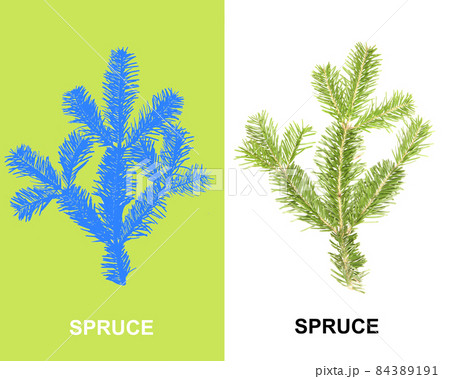 Creative layout made of spruce branch. High resolution photo. 84389191