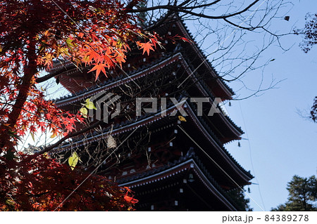 赤いモミジと五重の塔 (高知県 五台山 竹林寺) 赤いモミジと五重の塔 (高知県 五台山 竹林寺) 84389278