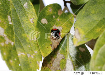 ナミテントウ ナミテントウ 84389622