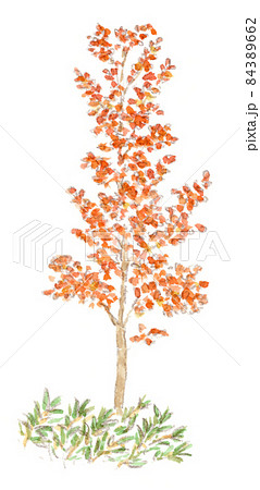 秋、落葉広葉樹の紅葉と下草の笹の水彩画イラスト 84389662