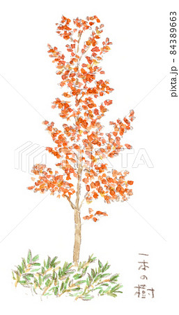 秋、落葉広葉樹の紅葉と下草の笹の水彩画イラスト 84389663