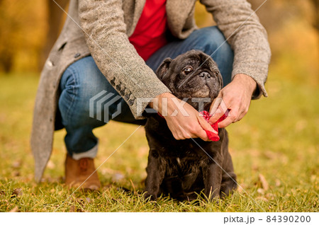 A pet owner putting on the dog-collar on his dog A pet owner putting on the dog-collar on his dog 84390200