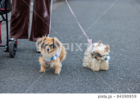 メガネをした散歩中の2匹の犬 メガネをした散歩中の2匹の犬 84390959