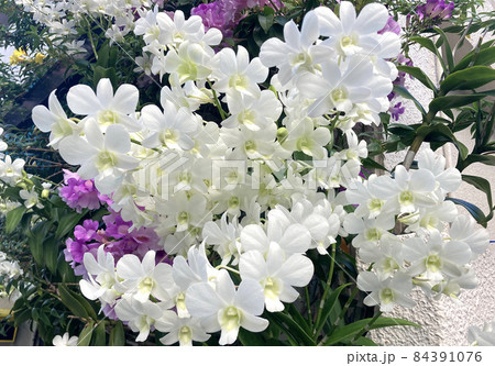 市内で見かけた綺麗な白い花 84391076