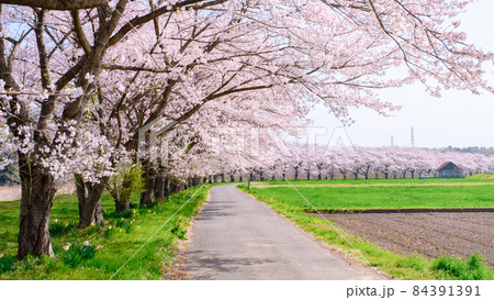 都幾川桜堤 都幾川桜堤 84391391