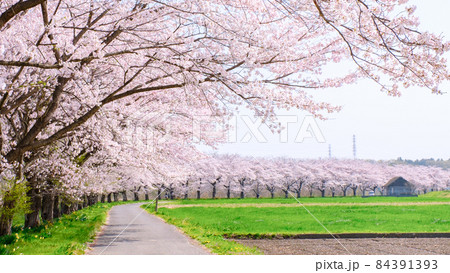 都幾川桜堤 都幾川桜堤 84391393