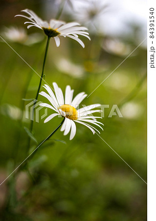 デイジーの花 野生 かわいい 可憐なイメージの写真素材