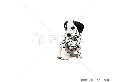 ダルメシアン　おすわり　白バック 84392011