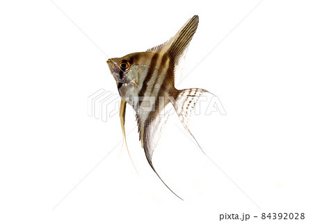 エンゼルフィッシュ　幼魚　白バック 84392028