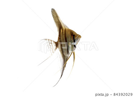 エンゼルフィッシュ　幼魚　白バック 84392029