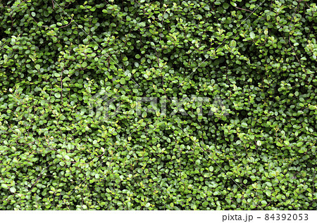 いちめんの葉っぱ　ワイヤープランツ　グラフィック素材 84392053